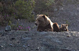 grizzly mom and cub